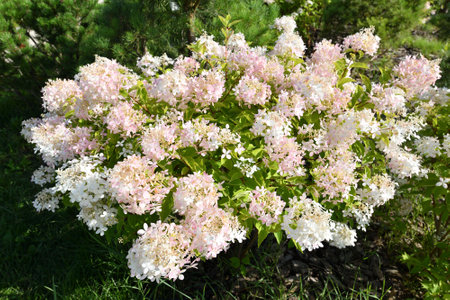 Bush of pink abundantly blooming hydrangea in the gardenの写真素材