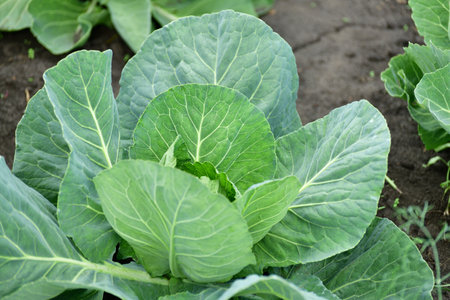 Young cabbage grows in market gardenの写真素材