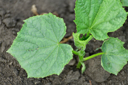 Young cucumber sprout growing in the garden outdoorsの写真素材
