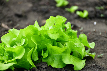 Young Leaf salad sprout growing in the garden outdoorsの写真素材