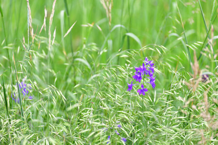 Fragment of meadow in June - wild oats and a blue flowerの写真素材