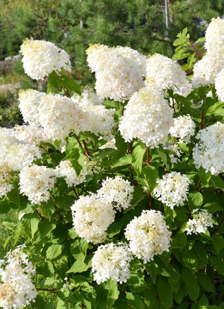 Bush of white abundantly blooming hydrangea in the gardenの写真素材