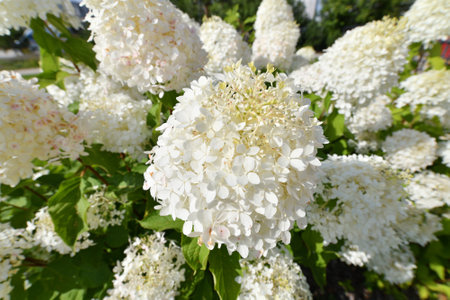 Bush of white abundantly blooming hydrangea in the gardenの写真素材