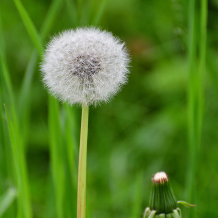 One white dandelion with seeds in meadowの写真素材