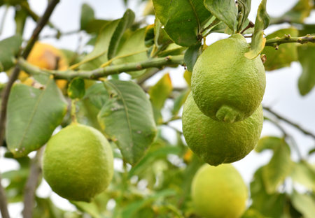 Unripe lemons on a tree branchの写真素材
