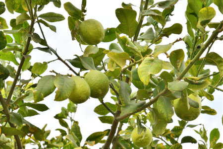 Unripe lemons on a tree branchの写真素材