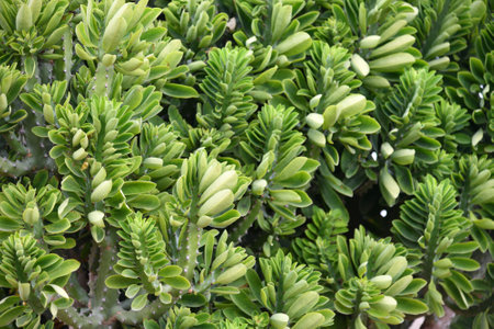 Euphorbia oleandroleaf - Shrub Succulent grows in a southern latitudesの写真素材