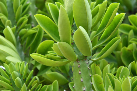 Euphorbia oleandroleaf - Shrub Succulent grows in a southern latitudesの写真素材