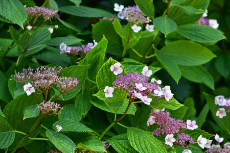 Bush of pink blooming hydrangea in the gardenの写真素材
