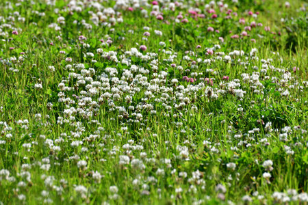 Clover blooms with white and pink flowers. A wild meadowの写真素材