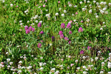 Clover blooms with white and pink flowers. A wild meadowの写真素材