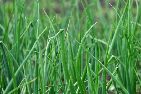 young onion growing in the gardenの写真素材