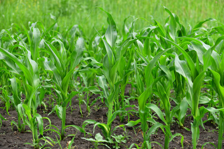 young corn sprout growing in the gardenの写真素材