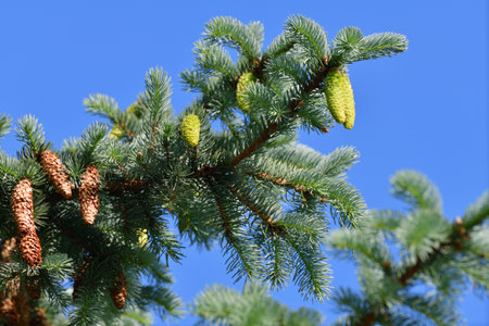 Young and old cones on spruce branchの写真素材