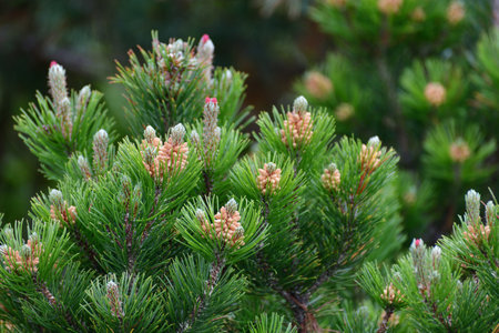 Mountain pine with cones in an early springの写真素材