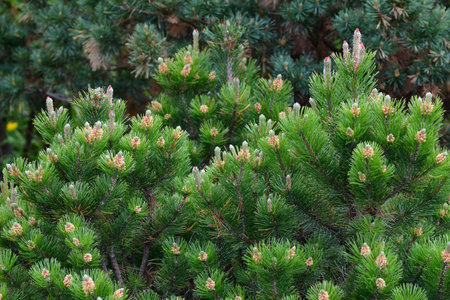 Mountain pine with cones in an early springの写真素材