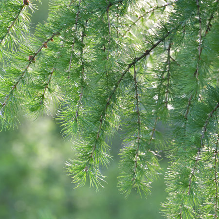 Larch branches in spring in backlightの写真素材
