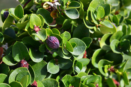 Carissa macrocarpa it is evergreen shrub called ornamental plumの写真素材