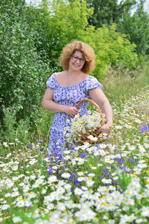 Woman collects bouquet of daisies in the meadowの写真素材
