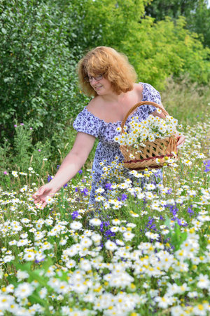 Woman collects bouquet of daisies in the meadowの写真素材