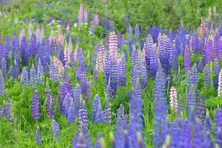 Lawn with wild-growing lupins of a different colorsの写真素材