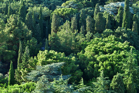 Top view of Foros Park - a landscape park in the village of Foros in the Crimeaの写真素材