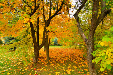 Fragment of beautiful autumn park in Russiaの写真素材