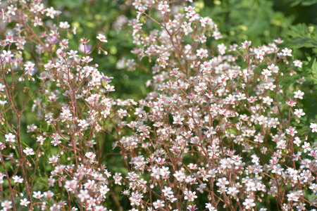 Saxifraga is ornamental herbaceous plant used for landscaping gardens.の写真素材