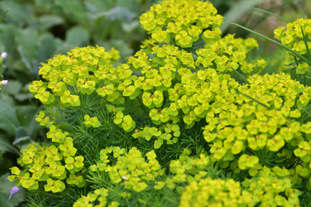Euphorbia cyparissias - plant used for a landscaping gardens.の写真素材