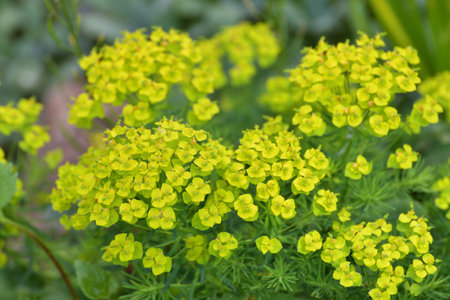 Euphorbia cyparissias - plant used for a landscaping gardens.の写真素材