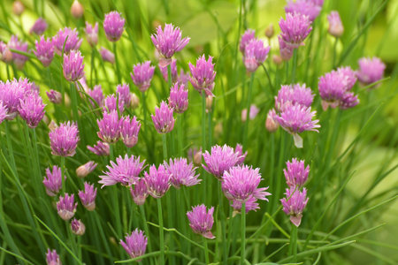 Beautiful pink carnation flower grows in flower bedの写真素材
