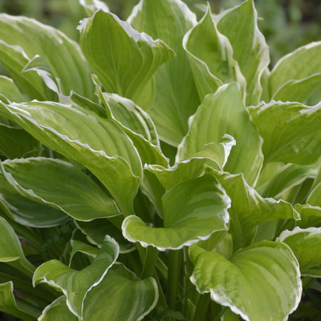 Hosta plantaginea - plant used for a landscaping gardens.の写真素材
