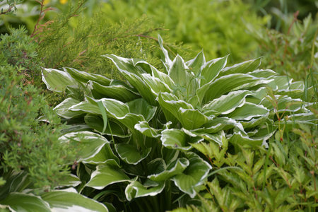 Hosta plantaginea - plant used for a landscaping gardens.の写真素材