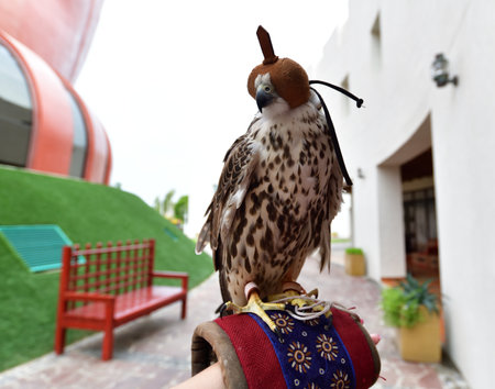 The Hooded hunting falcon in Waqif Souq market in Doha, Qatarの写真素材