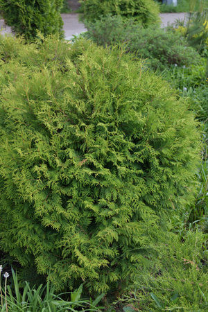 Young decorative thuja in the parkの写真素材