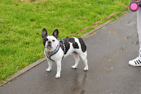 Moscow, Russia - 13 May. 2022. Pedigree french mini bulldog walking with ownerの写真素材