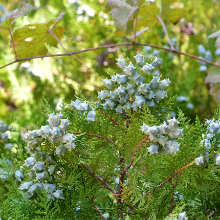 Green juniper branches in the garden. Close-up, selective focus.の写真素材