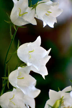 Campanula persicifolia - white bells in flower bedの写真素材