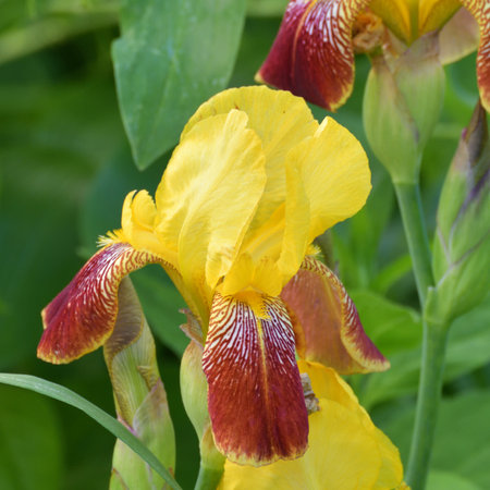 Iris - decorative flower in flower bedの写真素材