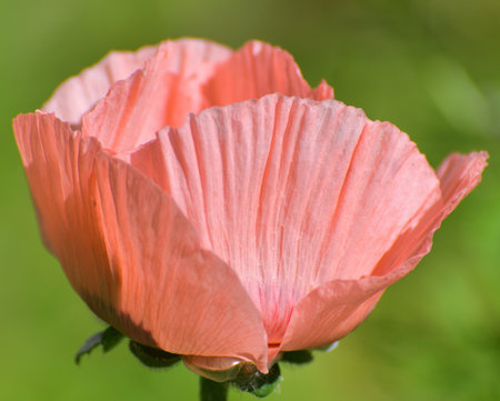 Poppy decorative flower in flower bedの写真素材