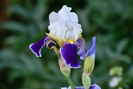 Iris - decorative flower in flower bedの写真素材