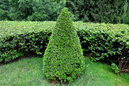 Pyramid of boxwood in landscape designの写真素材