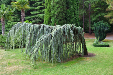 Atlas blue weeping cedar and yewの写真素材