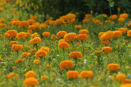 Large flower bed with orange marigoldsの写真素材
