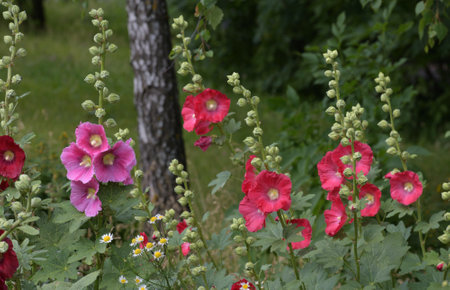 Flowering mallow in a birch groveの写真素材