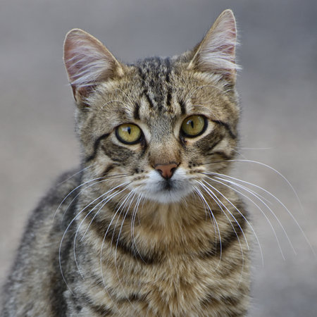 Portrait of striped young cat on a gray backgroundの写真素材