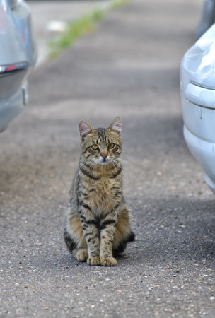 striped young cat sits on the pavementの写真素材