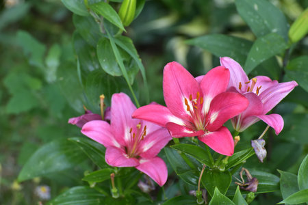 Large pink lilies in flower gardenの写真素材