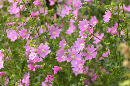 Thickets of wild flowering mallowの写真素材