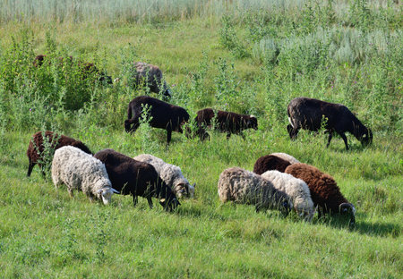 Several sheep graze on lawn, Russiaの写真素材